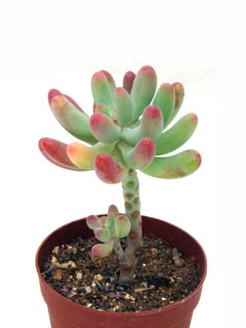 恋心 Sedum pachyphyllum koigokoro