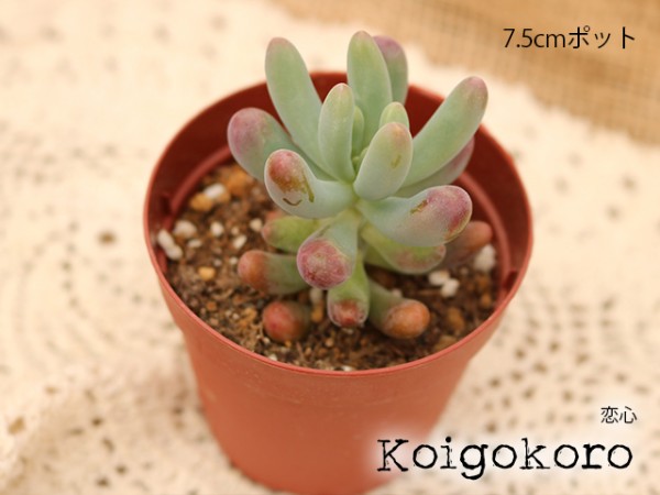 恋心 Sedum pachyphyllum koigokoro