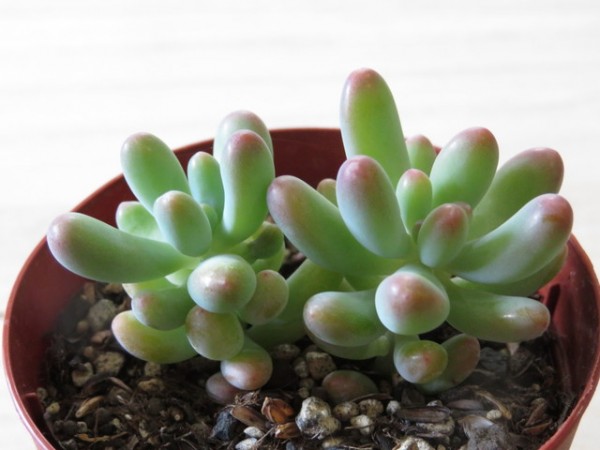 恋心 Sedum pachyphyllum koigokoro