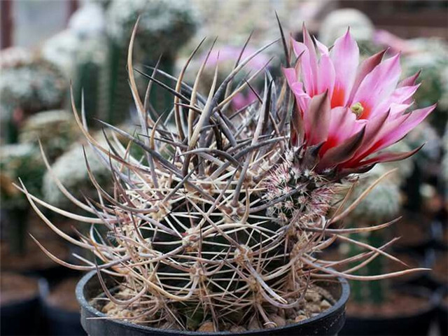 大鹿角 Echinocereus lindsayi