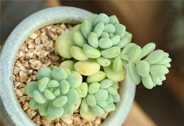 Sedum Rottii