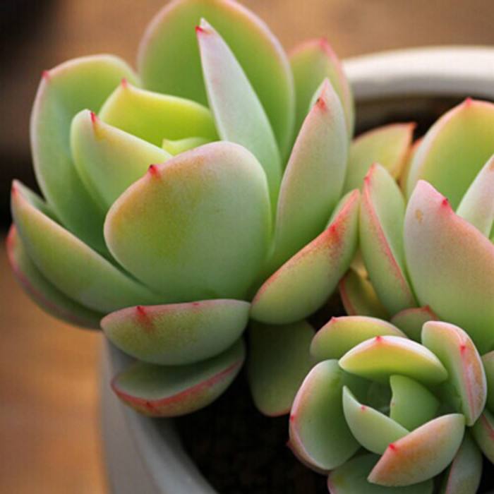 碧桃 Echeveria Peach Pride