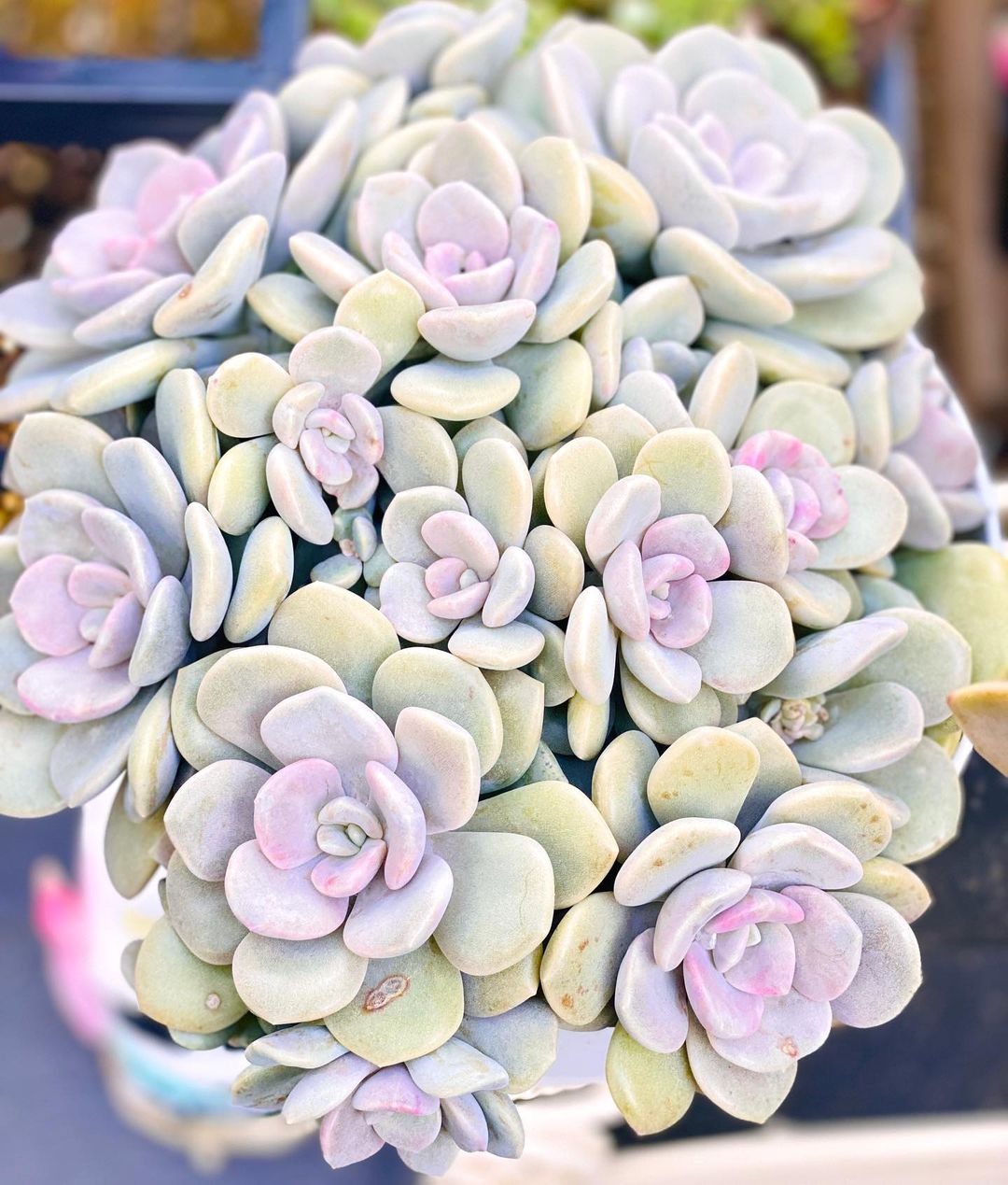 诺玛 xGraptoveria 'Margaret Rose'