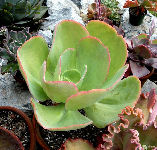 马格利特 Echeveria 'Margrit'