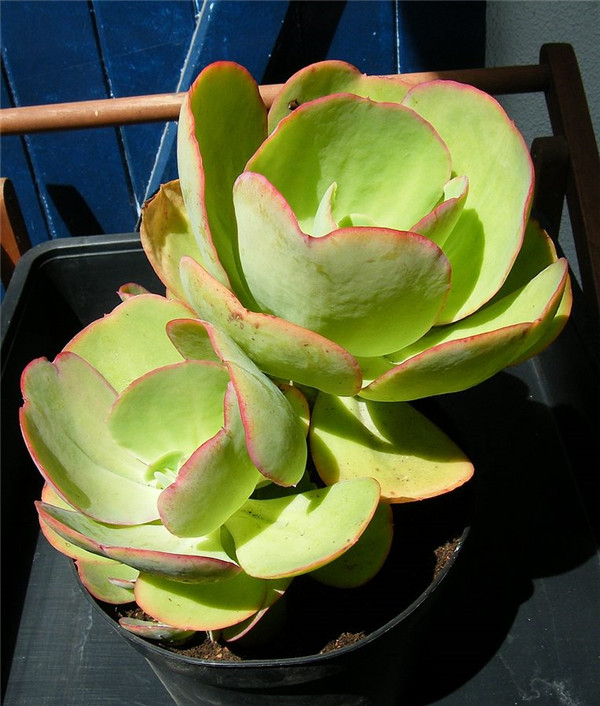 马格利特 Echeveria 'Margrit'