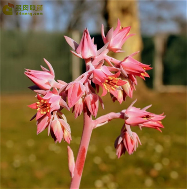 马格利特 Echeveria 'Margrit' 开花