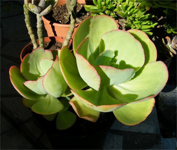 马格利特 Echeveria 'Margrit'