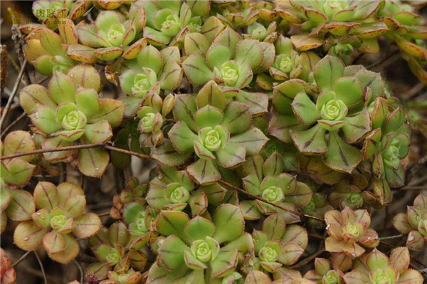 红拂 Aeonium mascaense