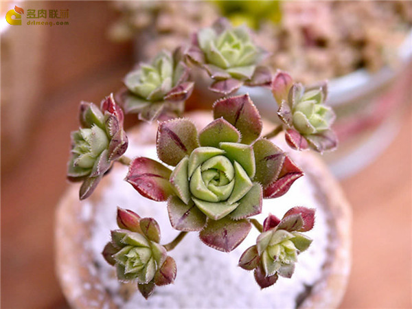 红拂 Aeonium mascaense