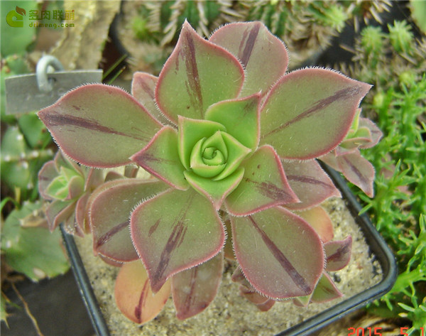 红拂 Aeonium mascaense