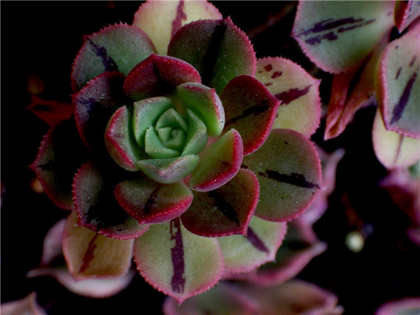 红拂 Aeonium mascaense