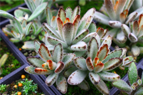 抹茶 Kalanchoe TOMENTOSA Matcha