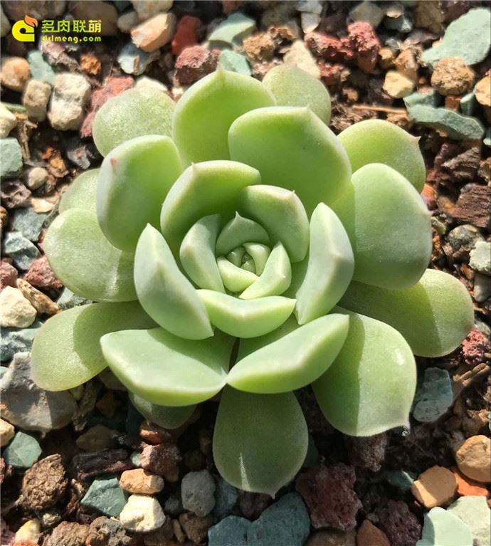 阿尔巴美尼 Echeveria albamini