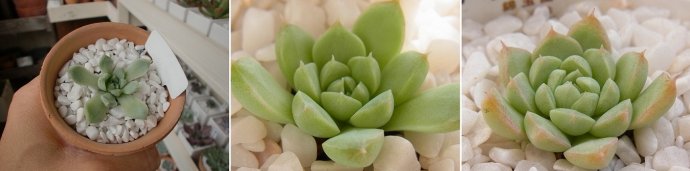 阿尔巴美尼 Echeveria albamini