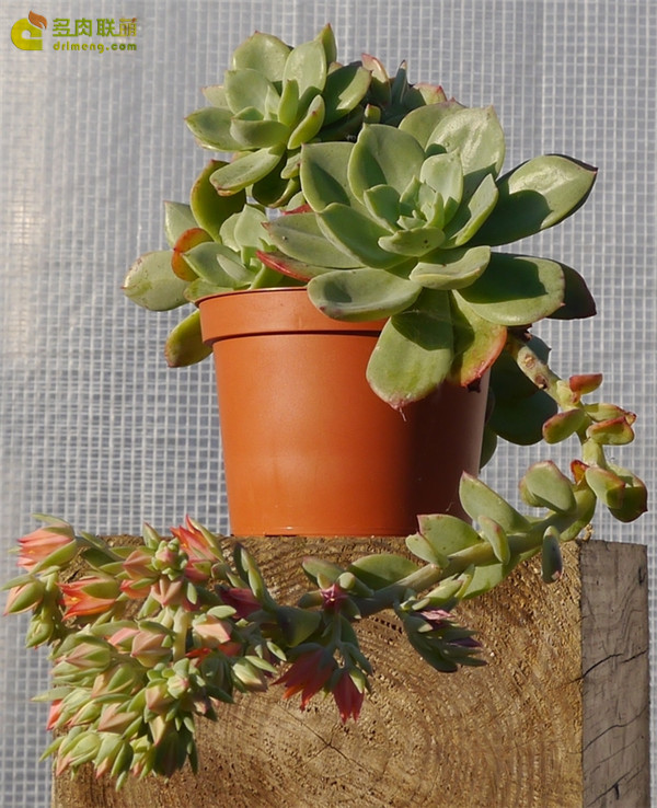 莫凡 Echeveria Morvan