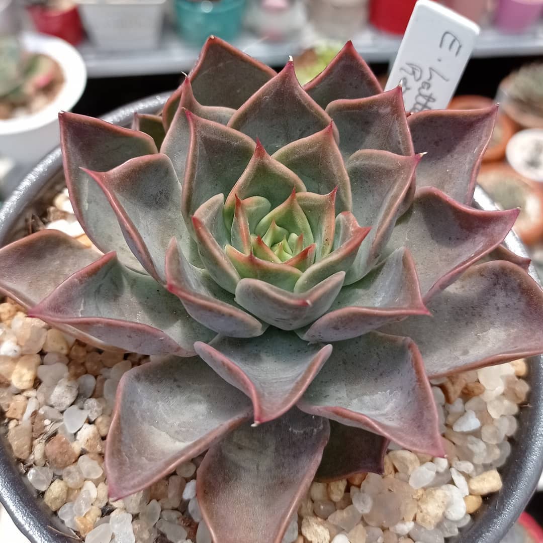 拿铁玫瑰 Echeveria 'Latte Rose'