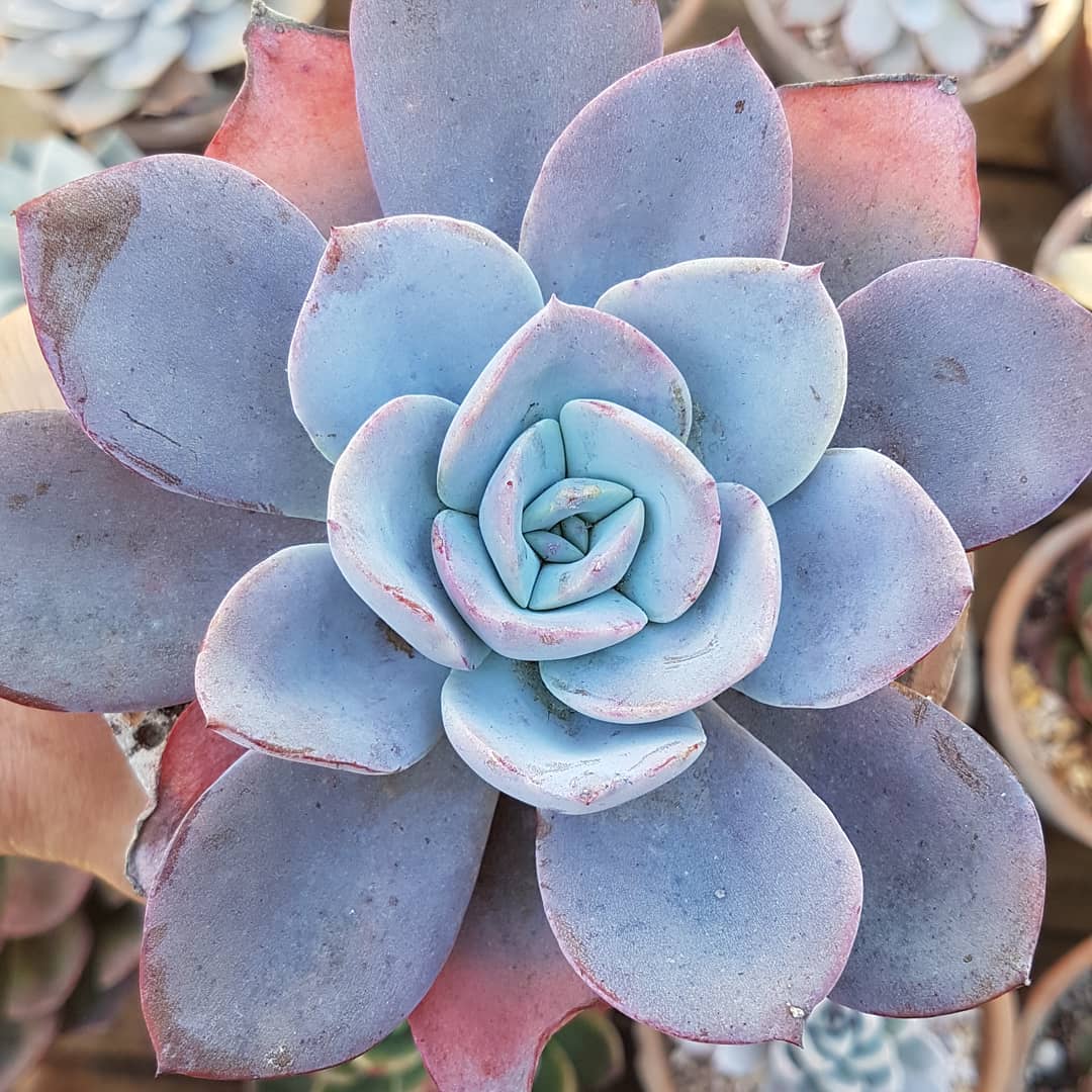 尼维娅 Echeveria 'Nivea'