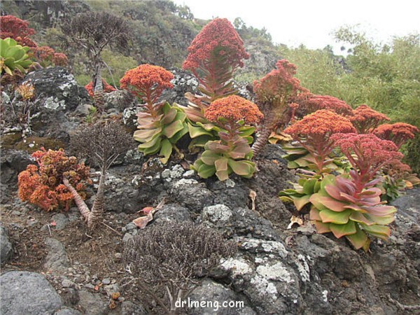 镜狮子 Aeonium nobile