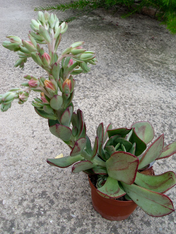 红司 x 雪莲，Echeveria Nolana