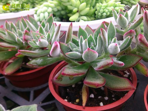 锦之司 Echeveria Pulv-Oliver