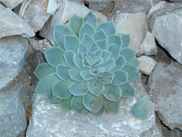 Echeveria simulans,Pajonal帕霍纳尔