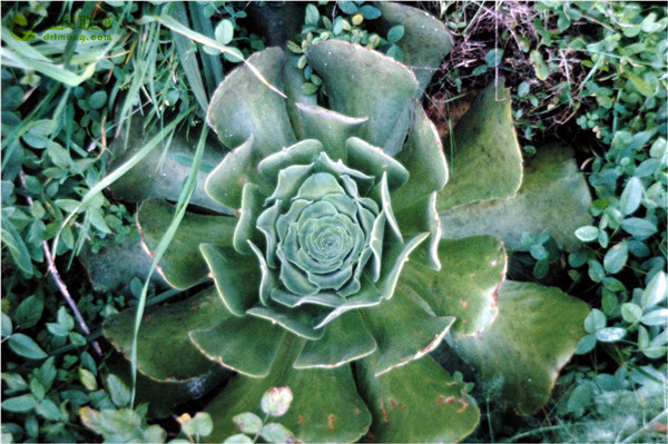 隐霜莲 Aeonium canariense var. palmense