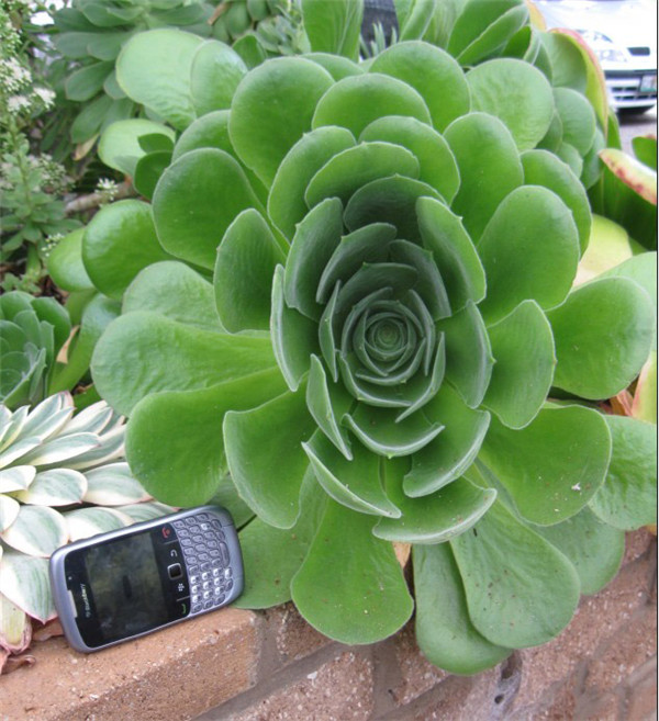 隐霜莲 Aeonium canariense var. palmense