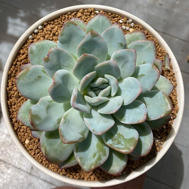 雪花 Echeveria 'Peach Candy'