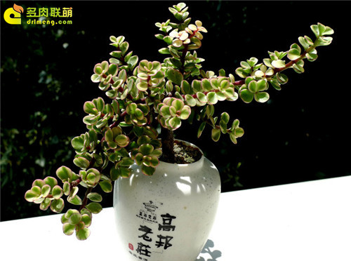 penjing2