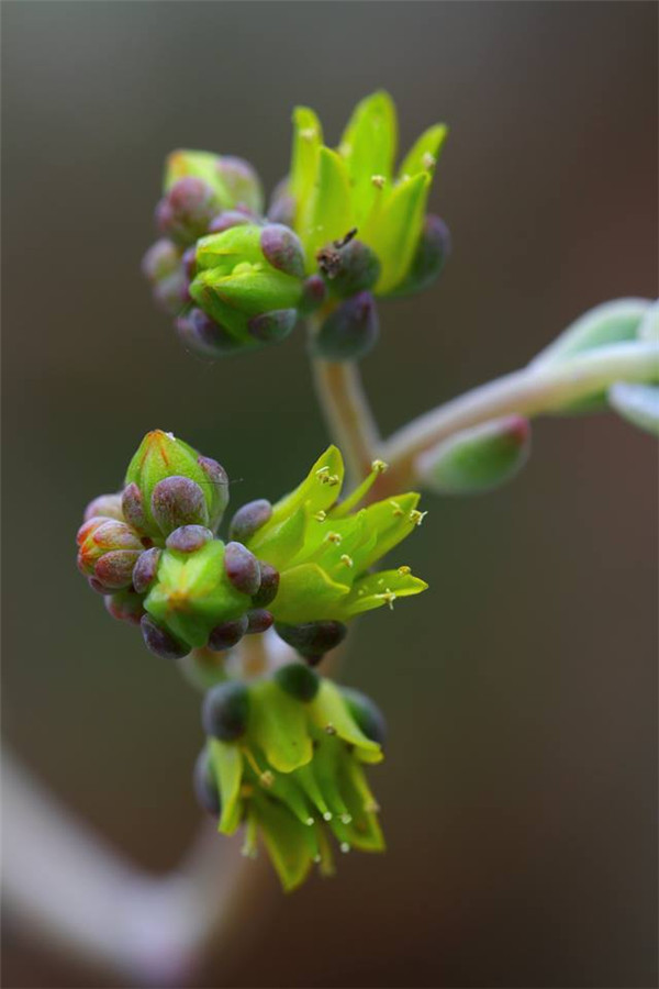 小精灵 Echeveria Peter Pan