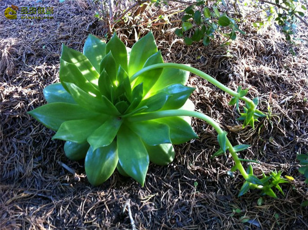 法若莫沙 Dudleya fromosa