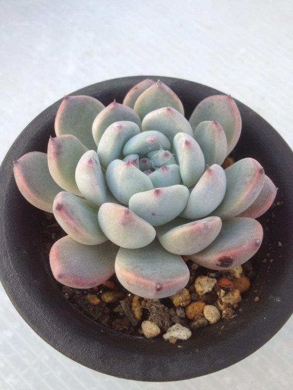 雪莲系，和黑爪同亲本 Echeveria 'Plump'