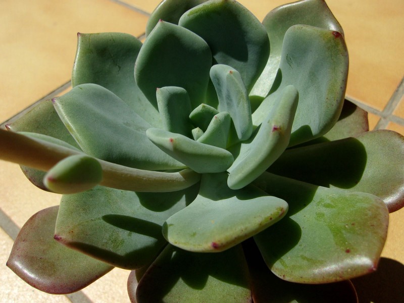 雪莲系 Echeveria 'Prescila'