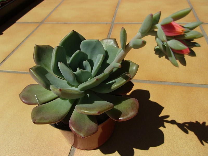 雪莲系 Echeveria 'Prescila'