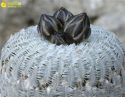 pseudopectinatus2