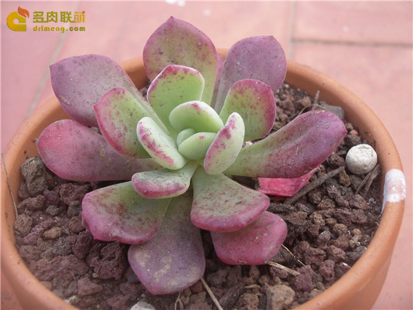 锦之雪 Echeveria Pulina