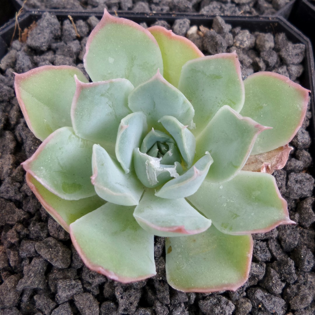 情书 Echeveria 'Love Letter'