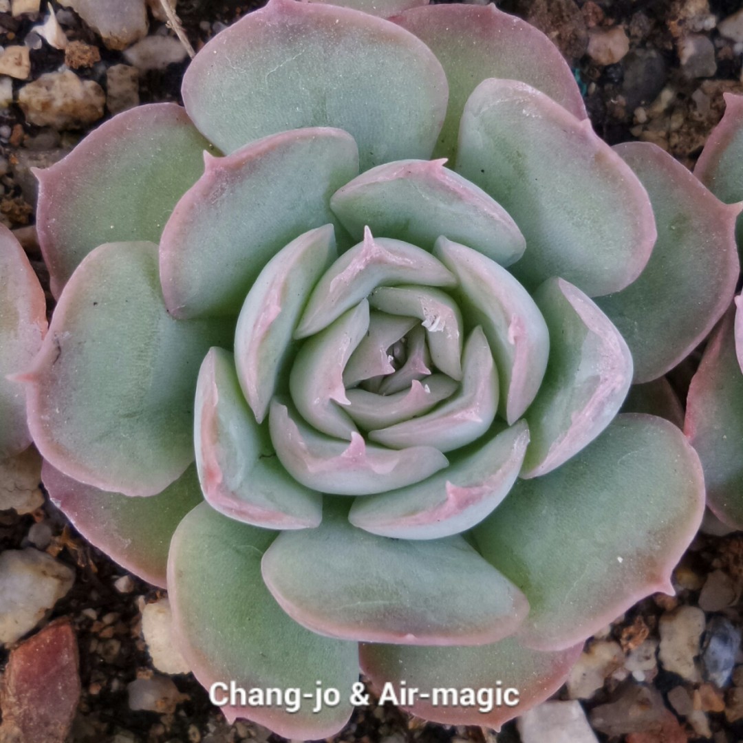 情书 Echeveria 'Love Letter'