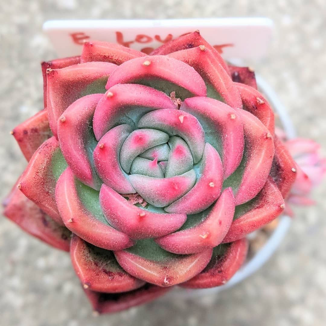 情书 Echeveria 'Love Letter'