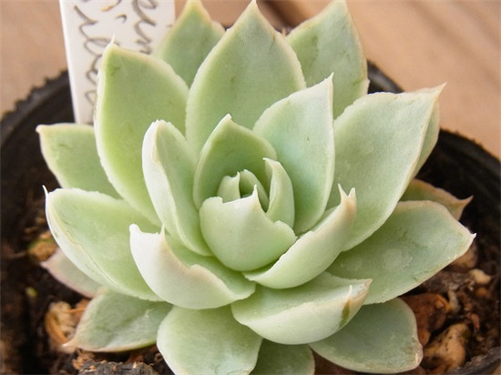 Echeveria simulans,Rayones瑞文斯/拉约内斯