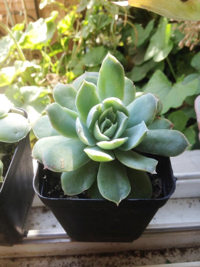 Echeveria simulans,Rayones瑞文斯/拉约内斯