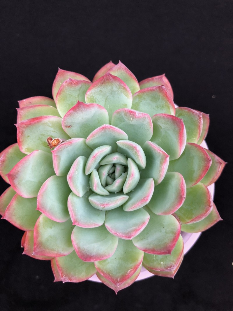 宝冢 Echeveria 'Revue'