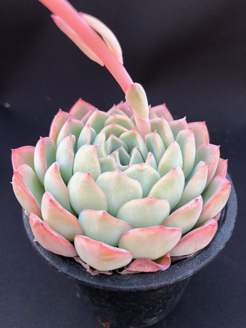 宝冢 Echeveria 'Revue'