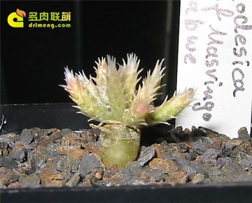 瑞德斯卡 Avonia rhodesica