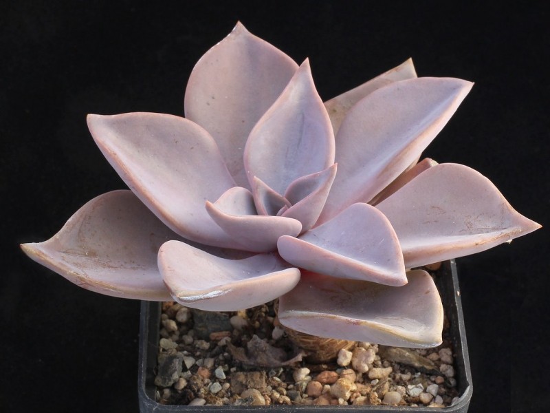 鲁道夫 Echeveria rodolfi