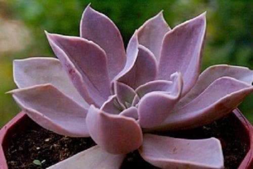 鲁道夫 Echeveria rodolfi