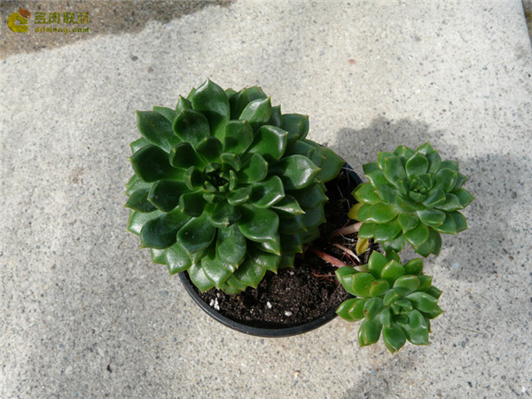 翡翠波纹 Echeveria Emerald Ripple