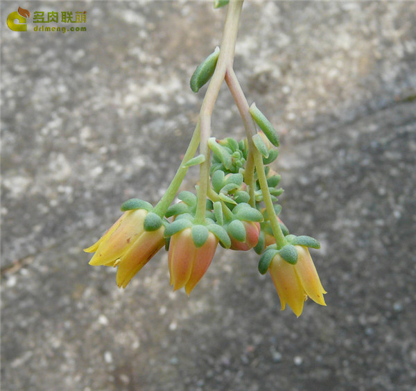 翡翠波纹 Echeveria Emerald Ripple