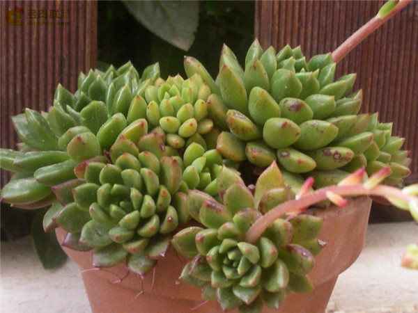 翡翠波纹 Echeveria Emerald Ripple