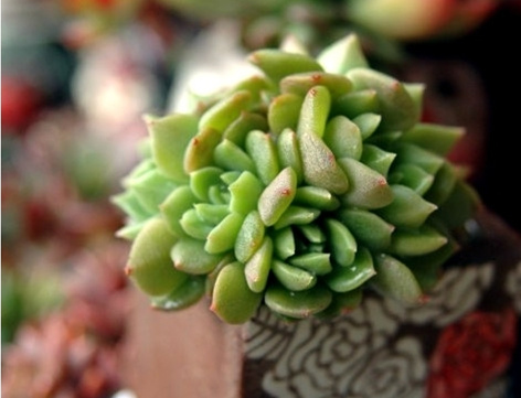 翡翠波纹 Echeveria Emerald Ripple